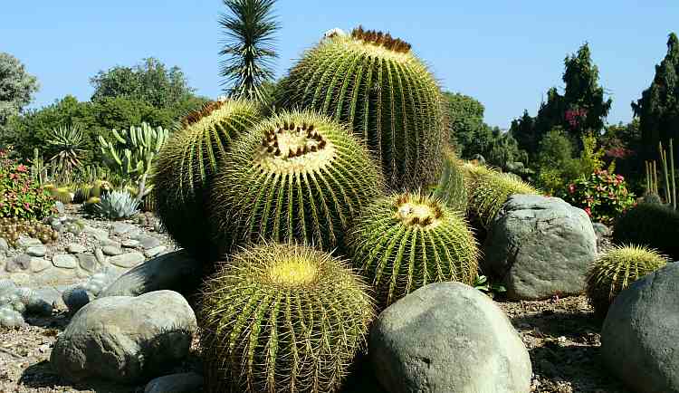 Cactus Garden